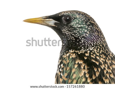 Close-up of a Common Starling, Sturnus vulgaris, isolated on white