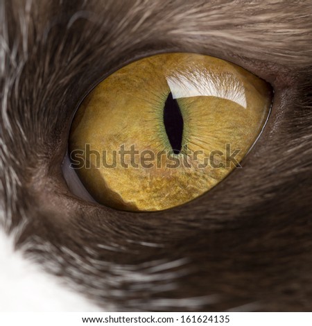 Close-up of a British Longhair\'s eye