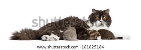 Side view of a British Longhair lying, feeding its kittens, isolated on white
