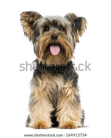 Front view of a Yorkshire Terrier sitting panting 9 months old isolated on white Front view of a Yorkshire Terrier sitting panting 9 months old isolated on white