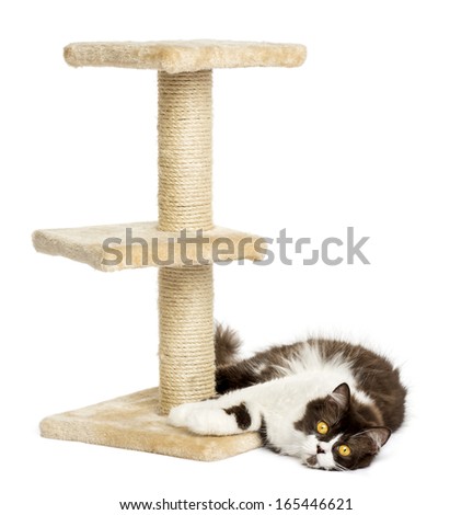 British longhair lying down at the foot of a cat tree, isolated on white