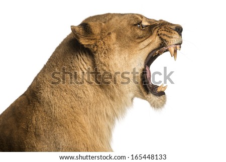 Close-up of a Lioness roaring profile, Panthera leo, 10 years old, isolated on white