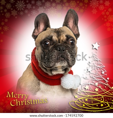 Close-up of a French bulldog on a fancy christmas background