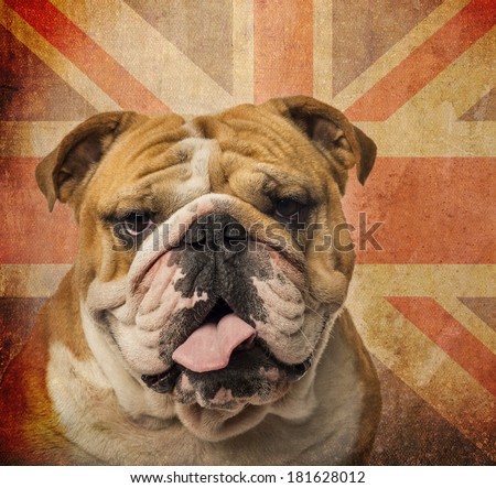 Close-up of an English Bulldog panting on a vintage UK flag background