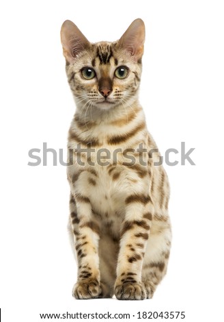 Front view of a Bengal cat sitting, looking at the camera, 5 years old, isolated on white