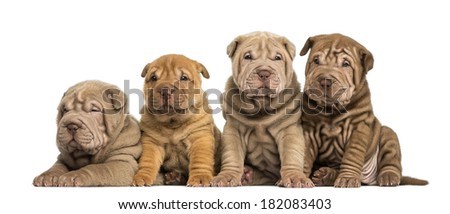 Front view of Shar Pei puppies sitting in a row, isolated on white