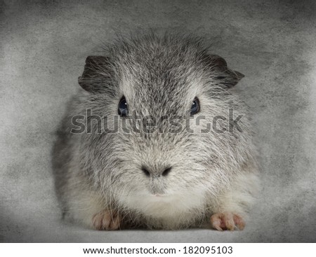 Front view of a Swiss Teddy Guinea Pig facing, looking at the camera, on grey background