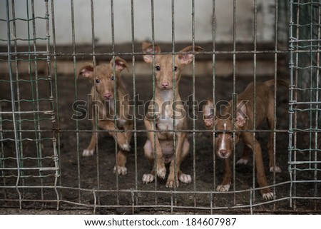 Abandoned dogs in a cage
