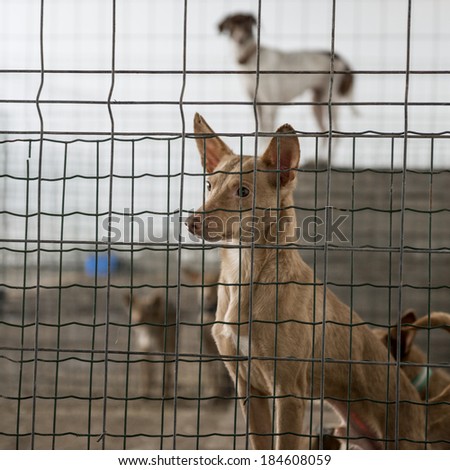 Abandoned dogs in a cage