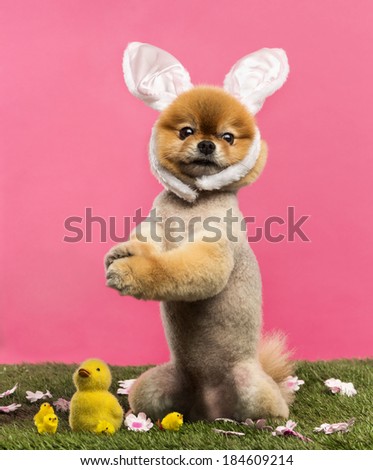 Groomed Pomeranian dog standing in grass on hind legs and wearing a rabbit ears headband in front of a pink background