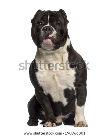 American Bully sitting (18 months old)