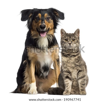 Cat and dog sitting together