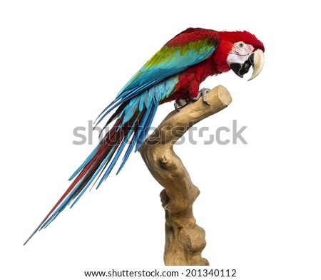 Red-and-green macaw perched on a branch, isolated on white