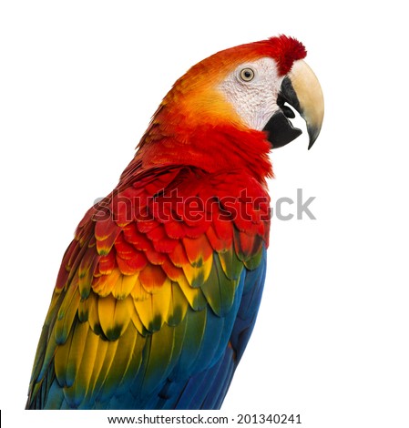 Close-up of a Scarlet Macaw (4 years old) isolated on white