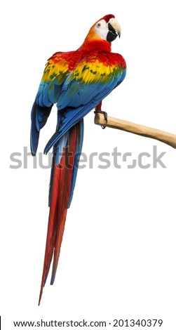 Scarlet Macaw (4 years old) perched on a branch, isolated on white
