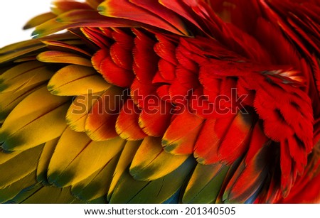 Close-up on a Scarlet Macaw feathers (4 years old) isolated on white