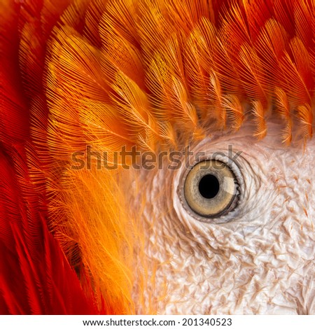 Close-up on a Scarlet Macaw\'s eye (4 years old) isolated on white