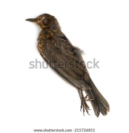 Dead Common blackbird