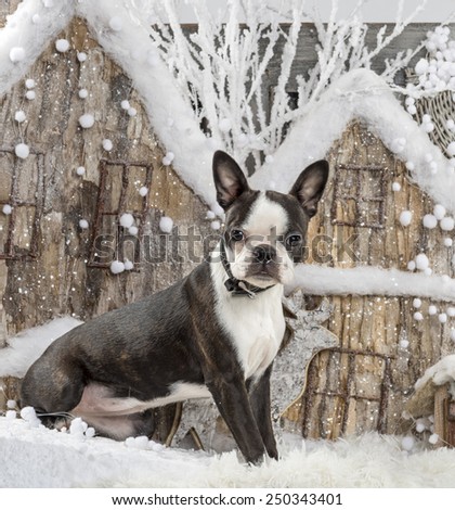 Boston terrier in front of a Christmas scenery