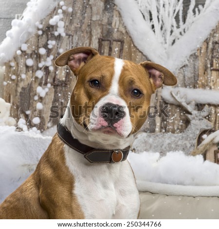 American Staffordshire terrier in front of a Christmas scenery