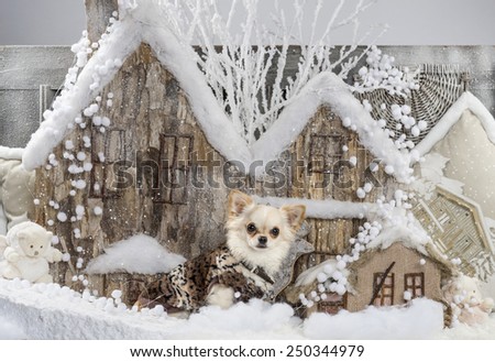 Chihuahua in front of a Christmas scenery