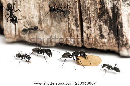 Carpenter ant, Camponotus vagus, carrying an egg
