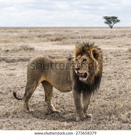 Dirty lion standing in the savannah, Serengeti, Tanzania, Africa