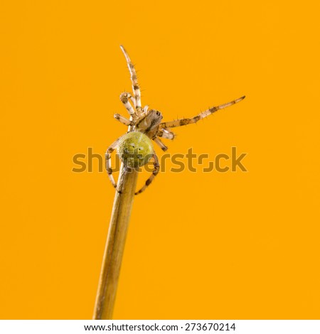 European garden spider, Araneus diadematus, on a blade of grass in front of an orange background