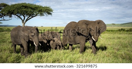 Herd of Elephants walking, Serengeti, Tanzania