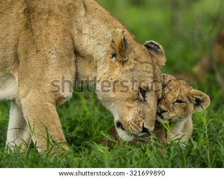 Lioness and cub cuddling, Serengeti, Tanzania