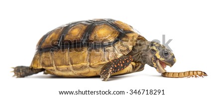 Red-footed tortoises (2 years old), Chelonoidis carbonaria, eating a worm in front of a white background