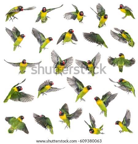 Collection of Yellow-collared lovebirds flying, isolated on white