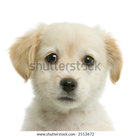 cute yellow labrador puppy. cute yellow labrador puppy.