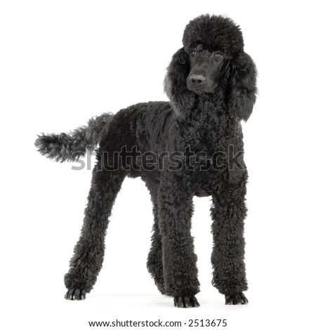 Poodle White Background