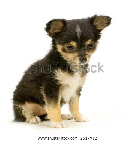 long haired chihuahua puppy. white long haired chihuahua