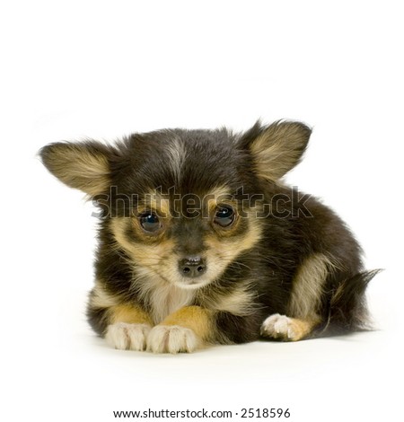 cute long haired chihuahua puppies. stock photo : long haired