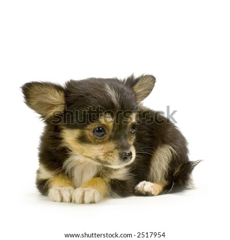 long haired chihuahua puppy. stock photo : long haired