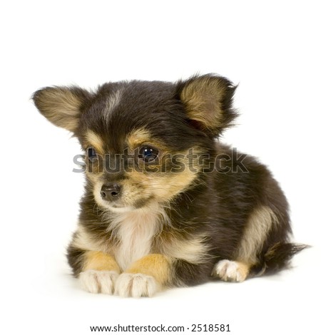 Chihuahua Puppies on Long Haired Chihuahua Puppy Lying In Front Of White Background Stock