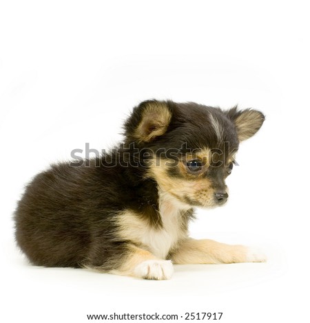 long haired chihuahua pictures. stock photo : long haired