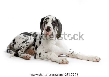 Young Great Dane