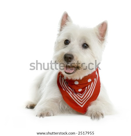 stock photo West Highland Terrier White lying in front of white background 