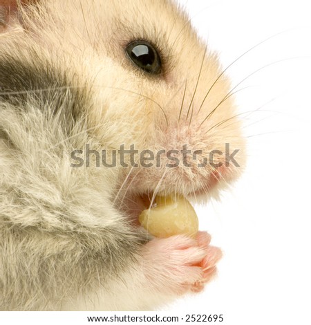 Profile of a Hamster eating in front of a white background