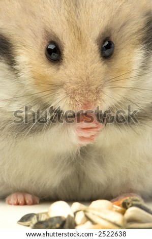 Hamster looking food in front of a white background