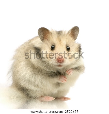Hamster Standing Up