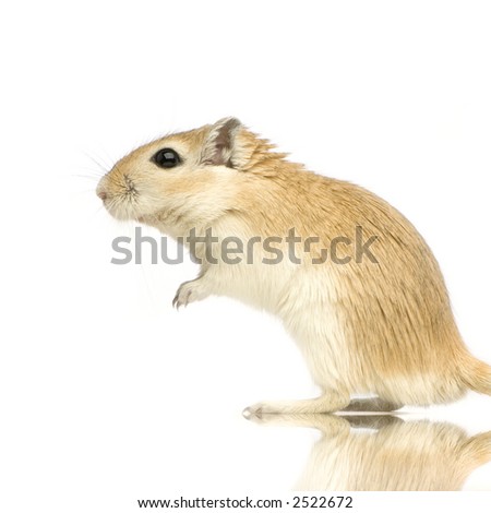[COMPLETO] Modelo Fotográfico Stock-photo-gerbil-standing-up-in-front-of-a-white-background-2522672