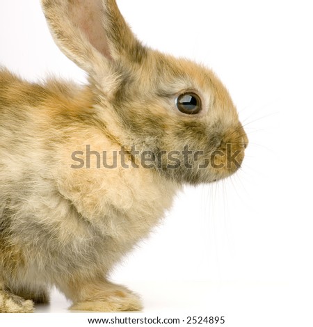 Profile Of A Rabbit Watching The Camera In Front Of A White Background