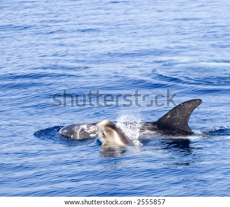 Young dolphin and his mother