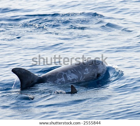 Young dolphin and his mother