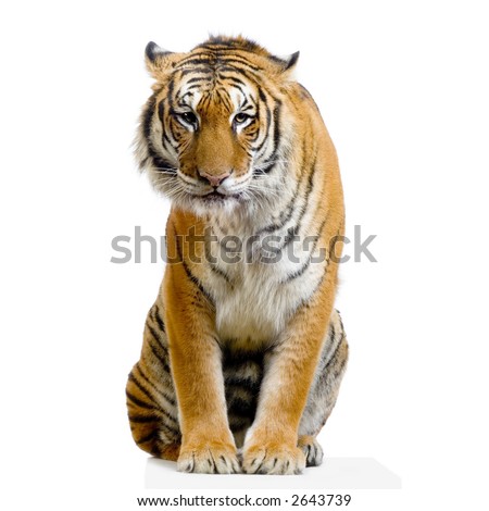 Tiger sitting in front of a white background All my pictures are taken in a photo studio Tiger sitting in front of a white background All my pictures are taken in a photo studio