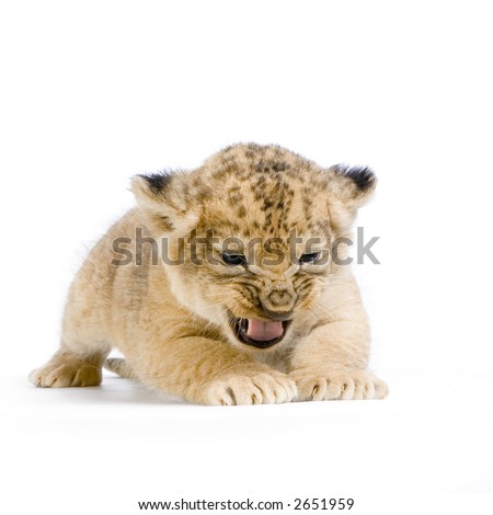 white lion cubs wallpaper. Ukutula white lion clipart